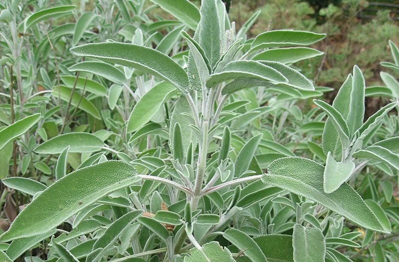 Kaštela - kastelahr.com - Terapeutsko djelovanje hidrolata kadulje